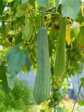 Luffa cylindrica